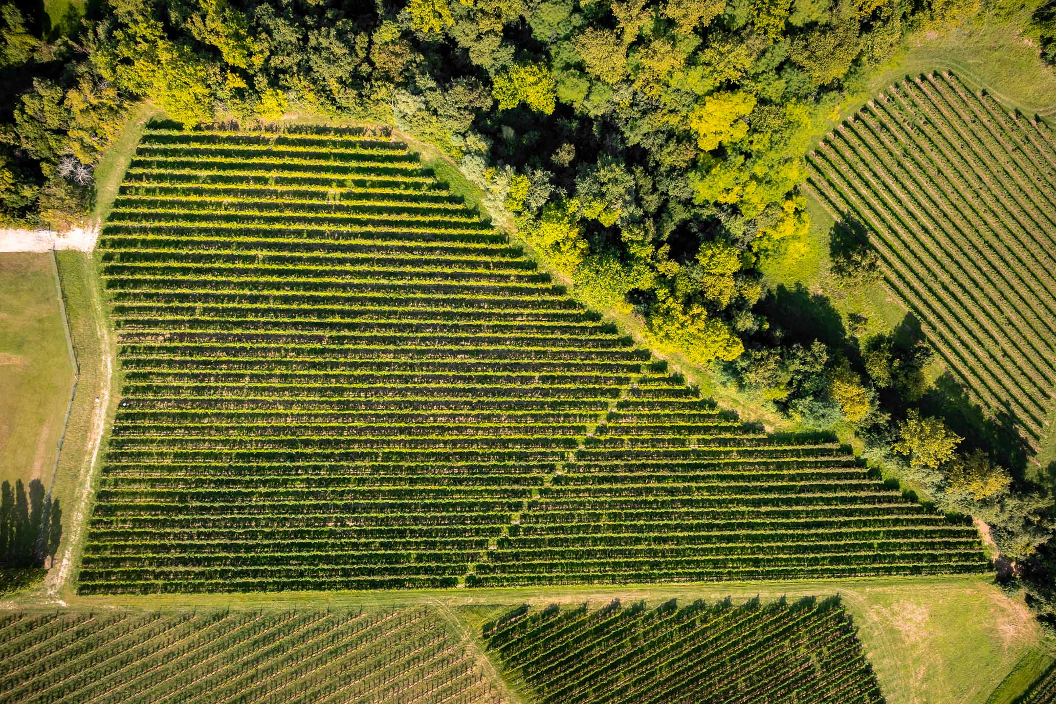 green grass field during daytime