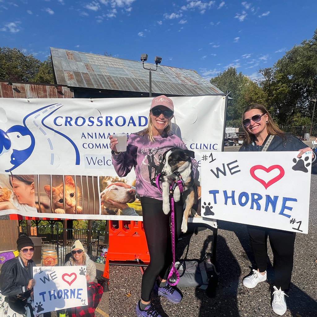 Someone petting dog's chin