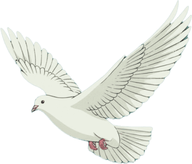 White dove flying.