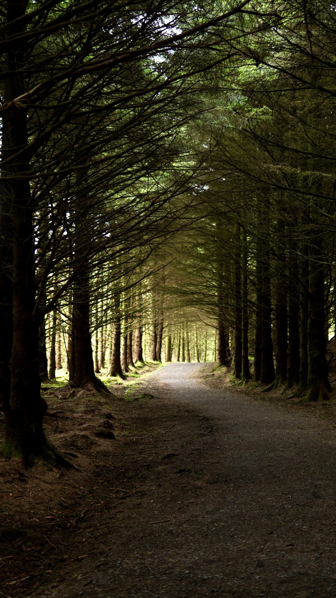 Forest picture