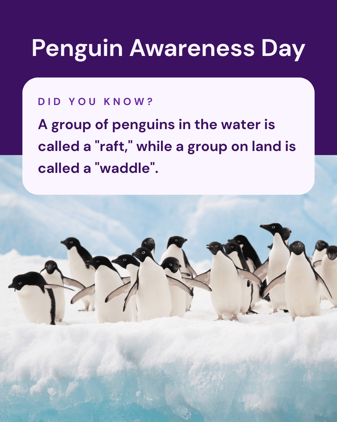 Penguin Awareness Day