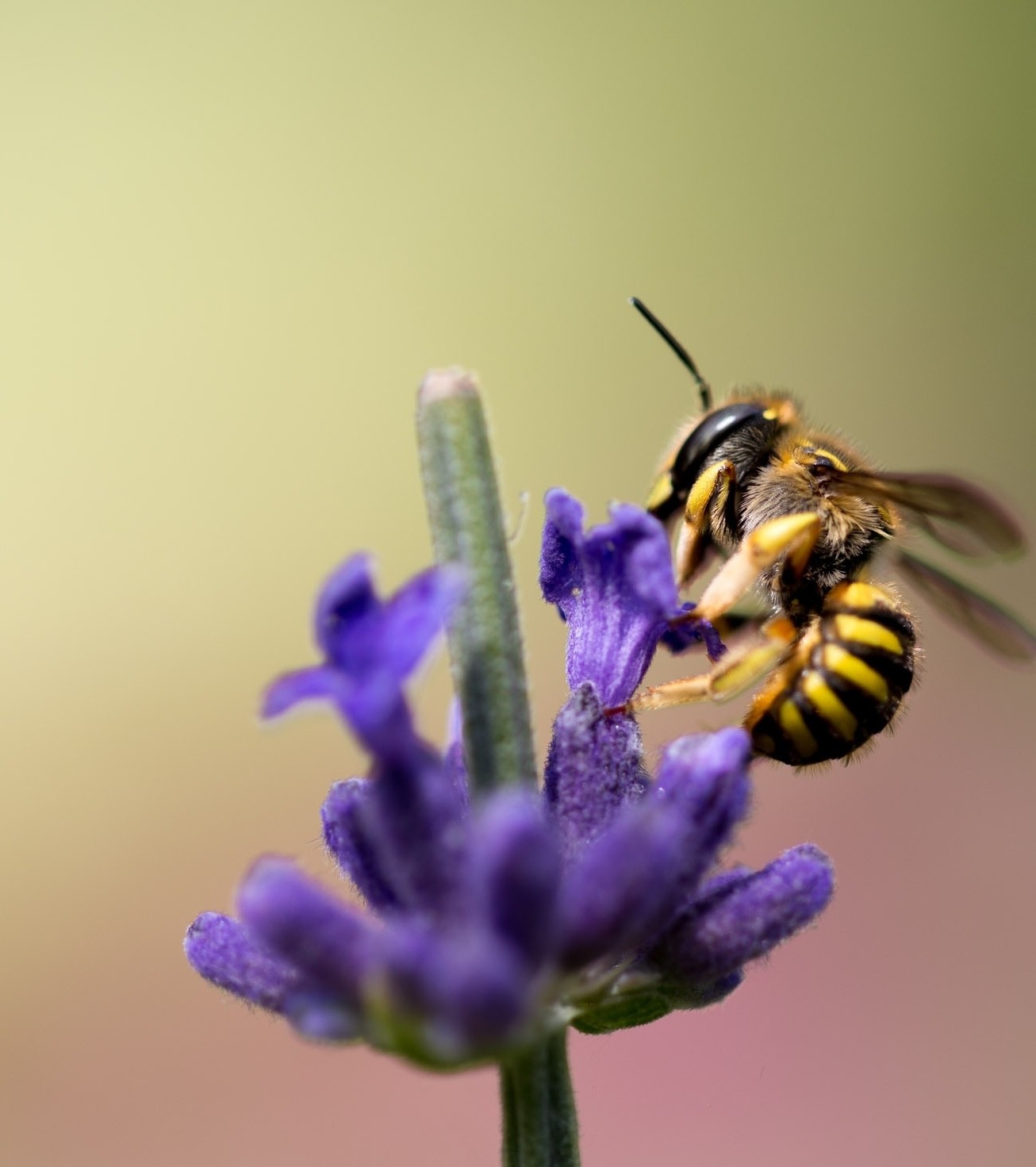 lots of bees please envelopes