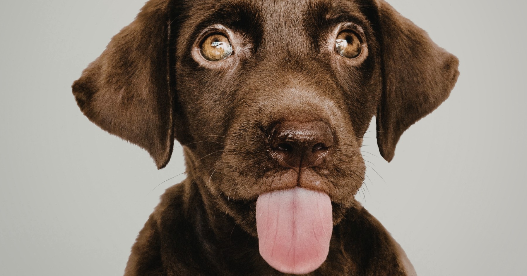 test adn chien france