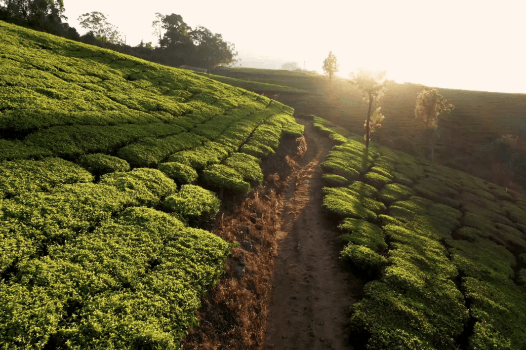 Assault On The Summer Games