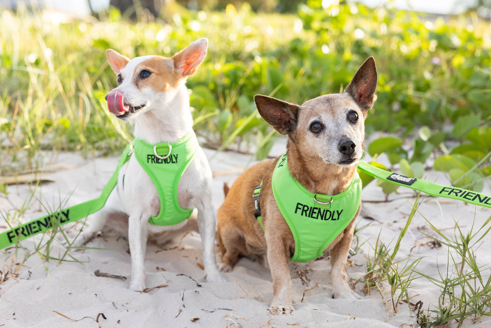 Two mini foxies sitting on the sand in 'Friendly' harnesses