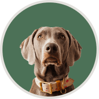 Portrait of a large grey dog on green background