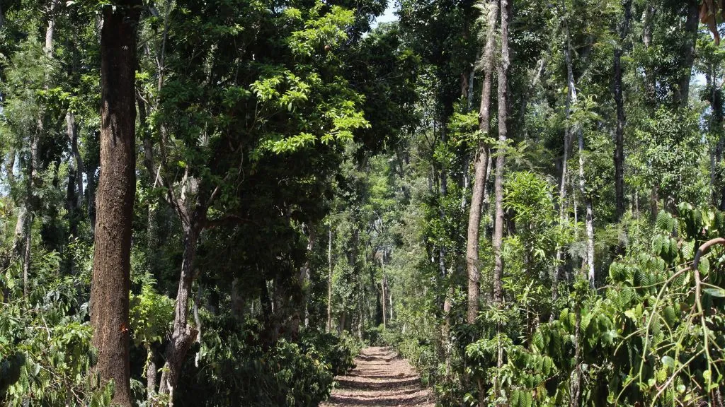 Swasya’s Coffee Plantation in Sakleshpur