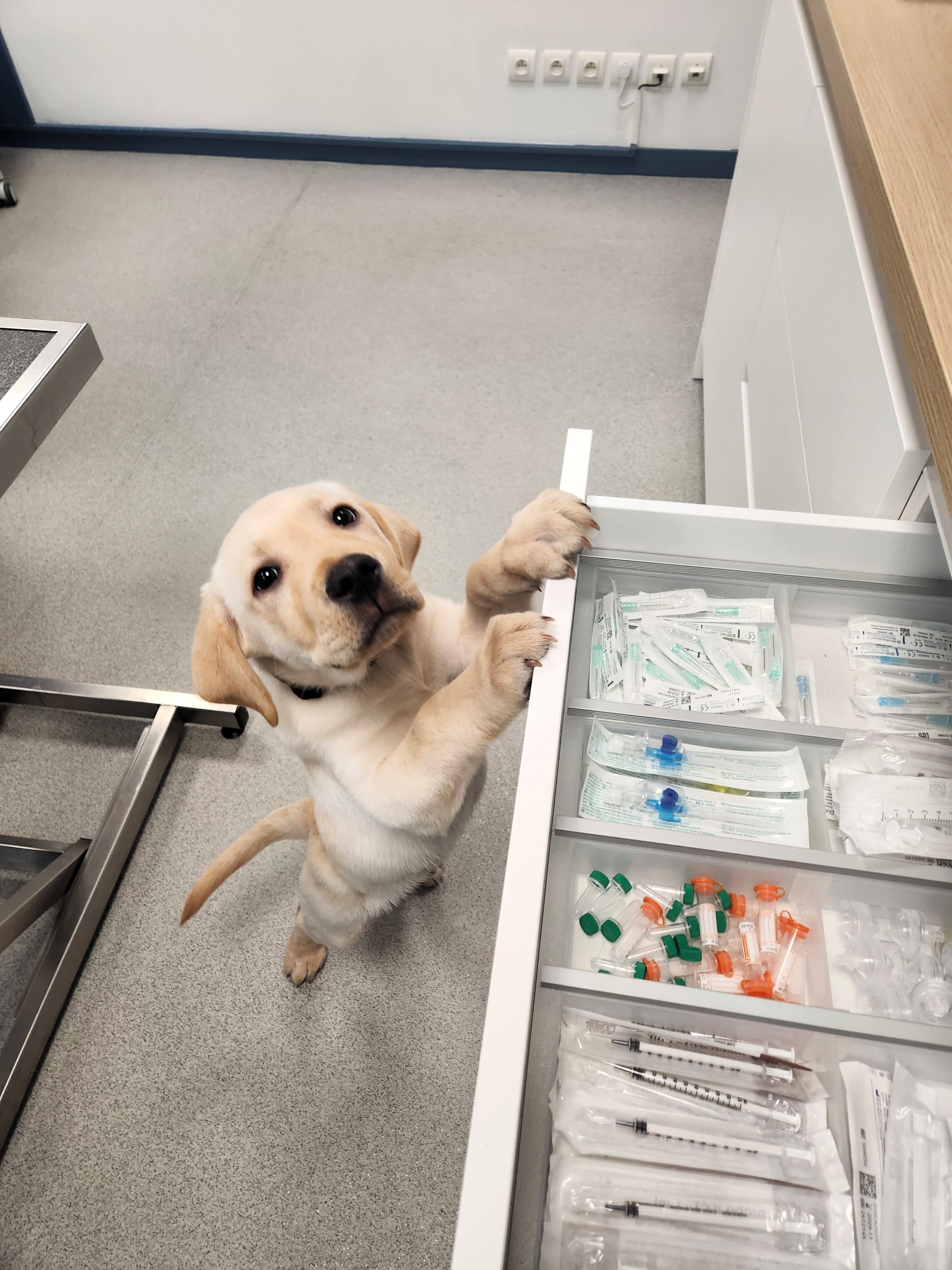 chiot dans une salle de consultation chez Optivet