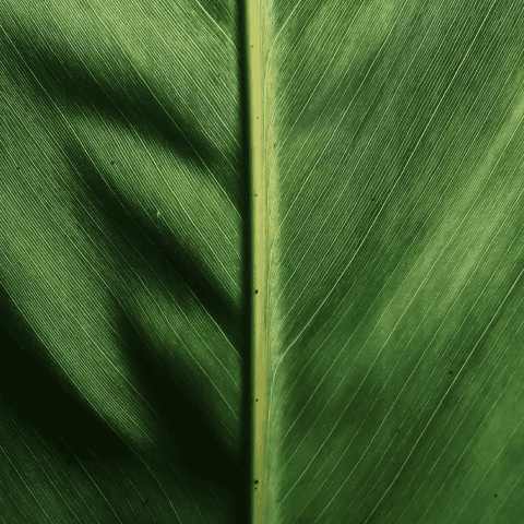 Green leaf close-up