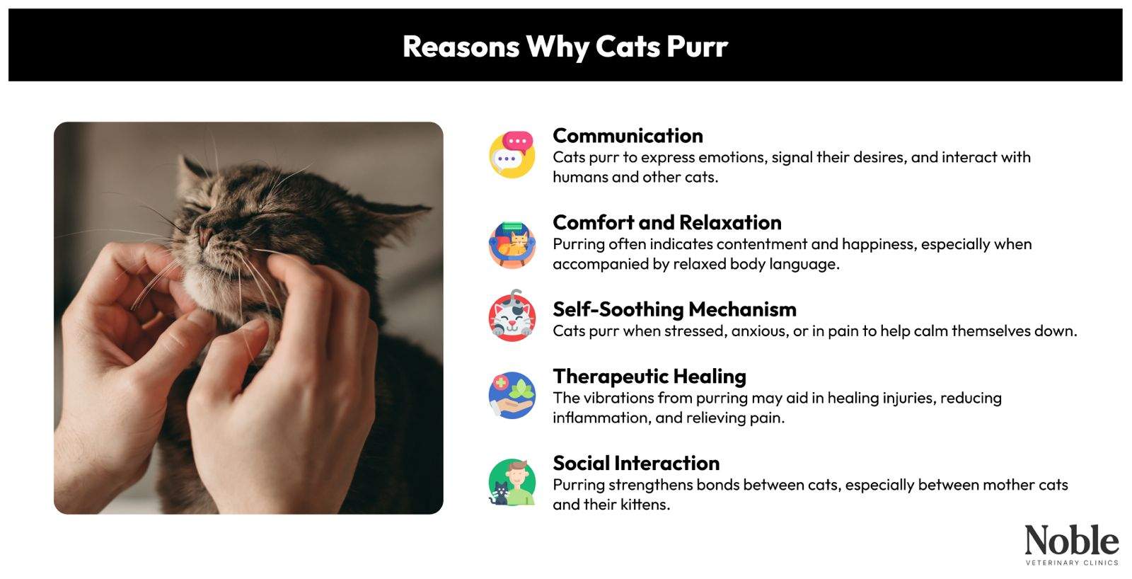 Reasons Why Cats Purr