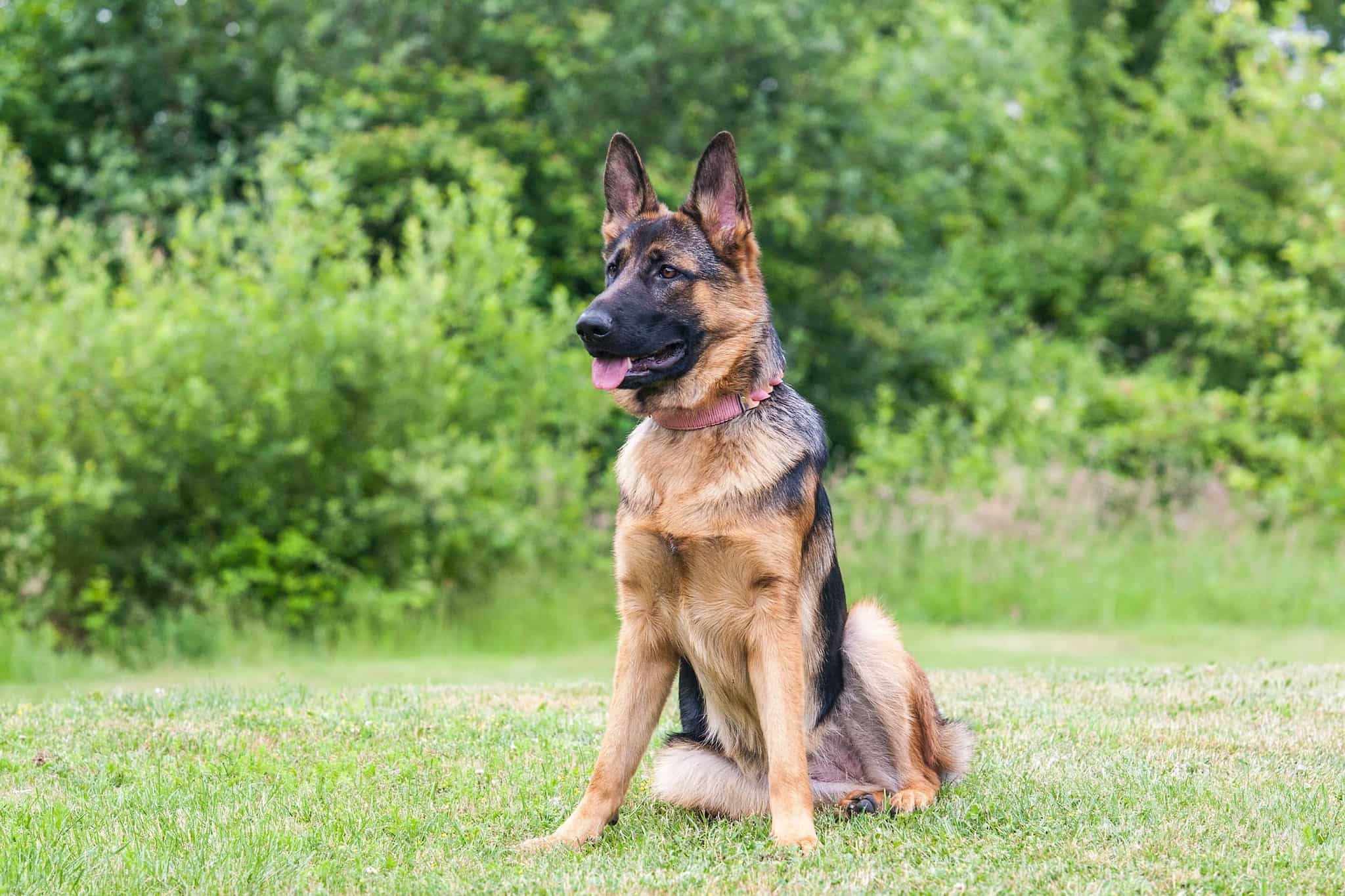 A German Shepherd is sitting down on the grass while looking far away.