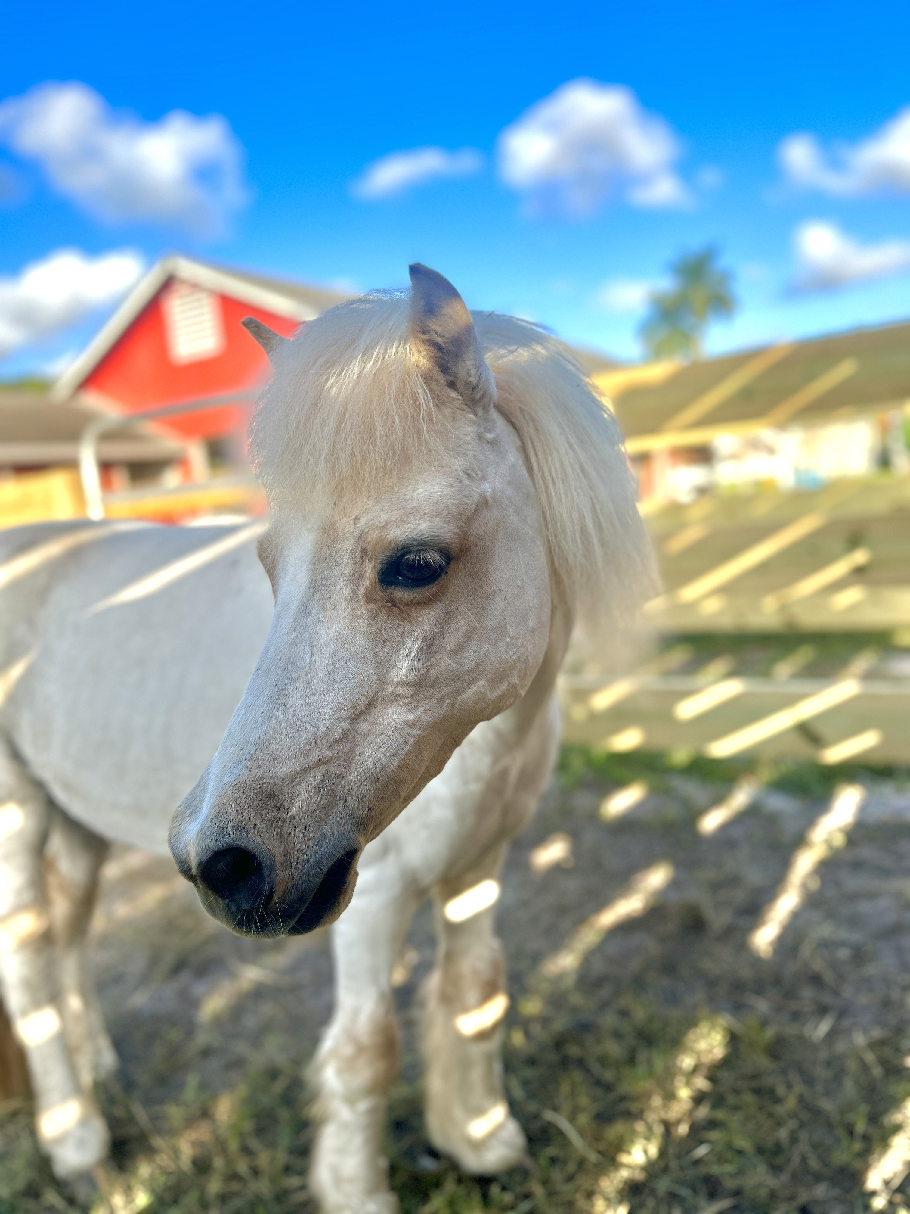 Image of a tan mini horse at the beautiful Tomorrow's Rainbow mini-ranch.