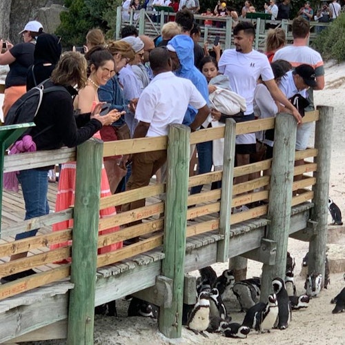 Boulders Beach Penguin Colony