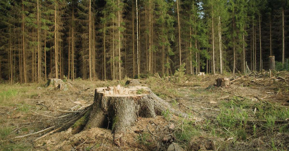 An image of felled trees in a forest