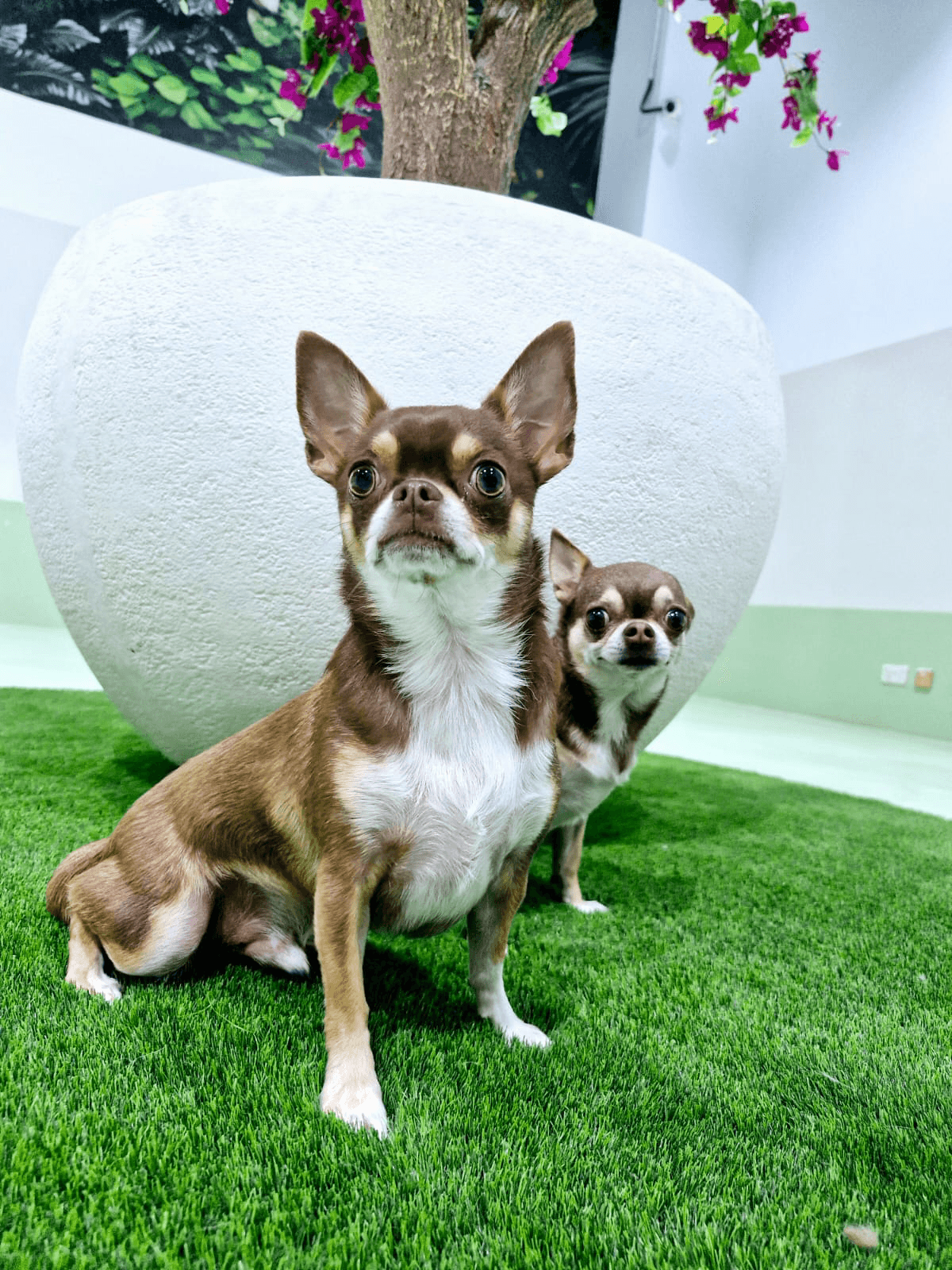 Two small dogs are standing alert on the grass during the dog pregnancy period.