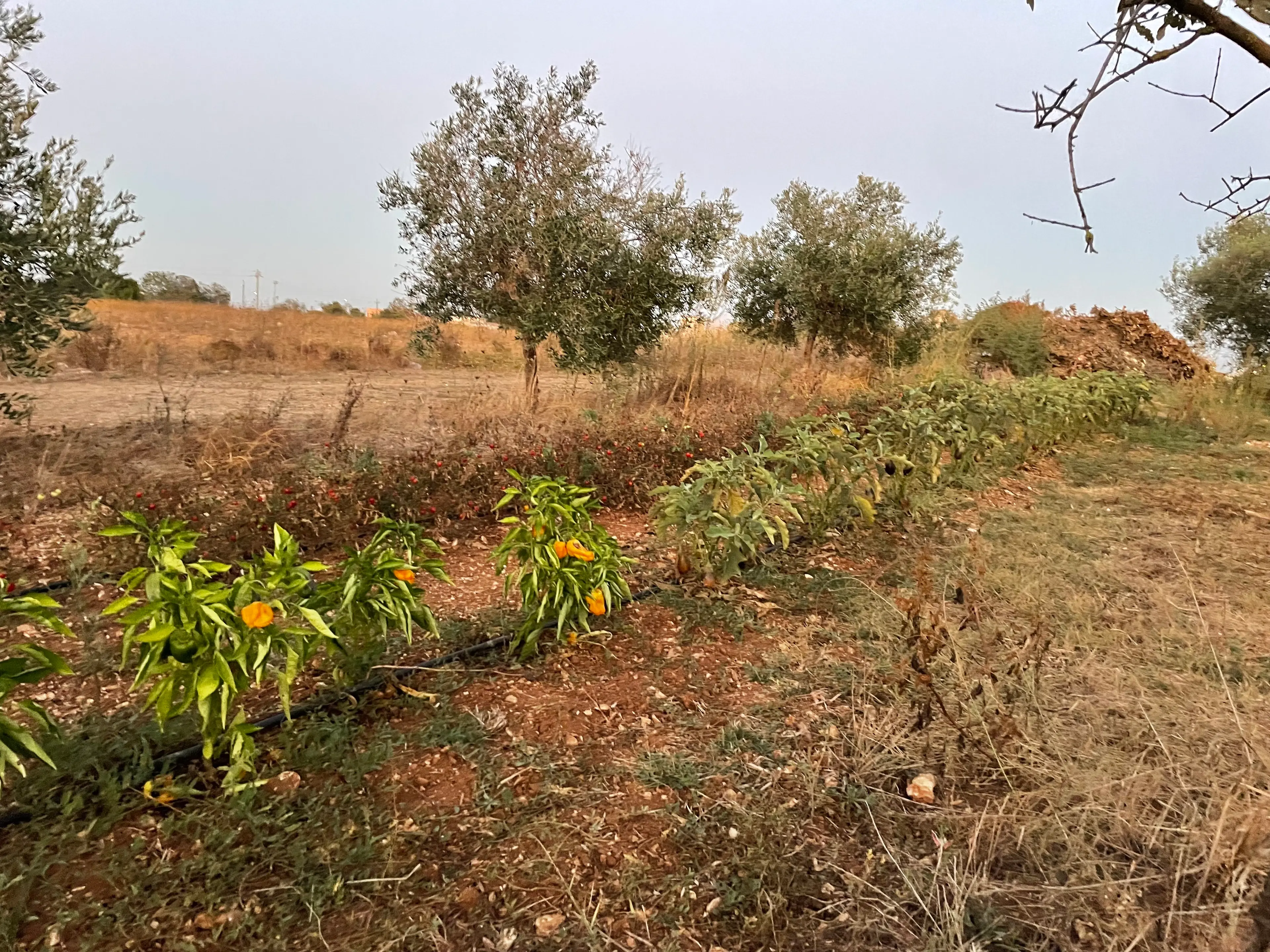 Intercropping on an AgroEcology_Italy partner farm