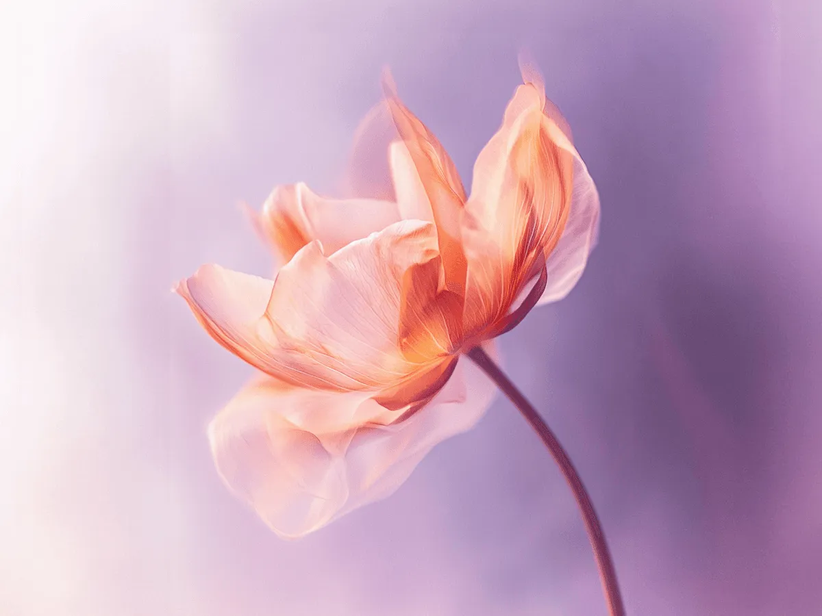 Delicate peach tulip with translucent open petals against a soft lavender gradient background