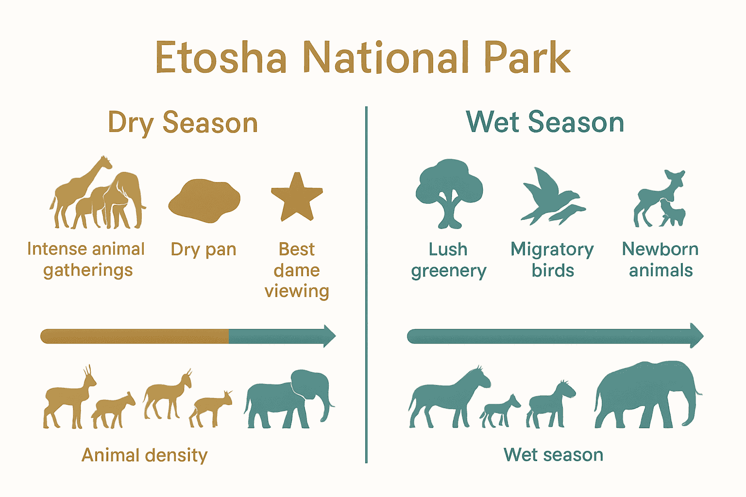 Infographic compares dry and wet seasons for Etosha National Park.