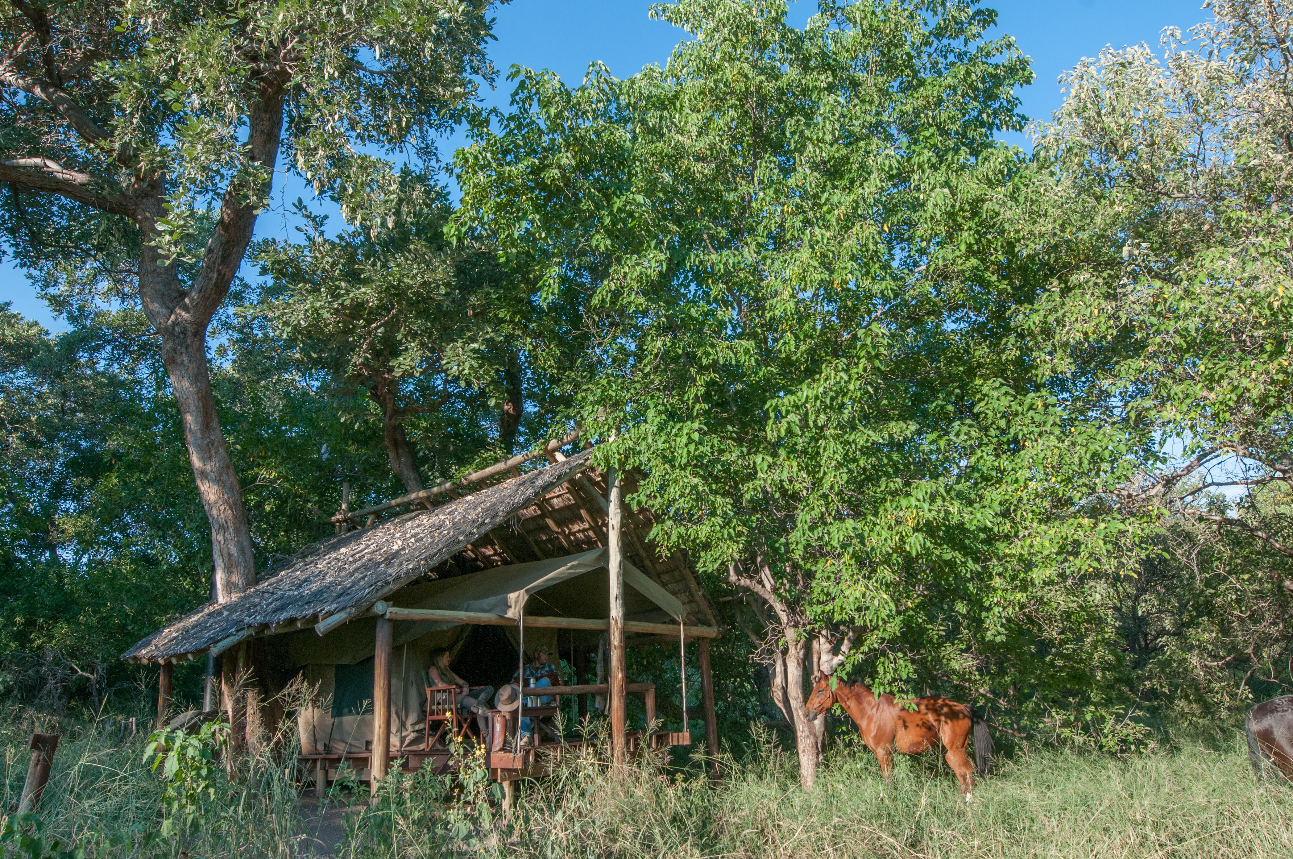 African Explorer, Botswana. En häst står lugnt i skuggan intill tältlägret – en stilla morgon på ridsafari där lugnet bara bryts av fågelsång.