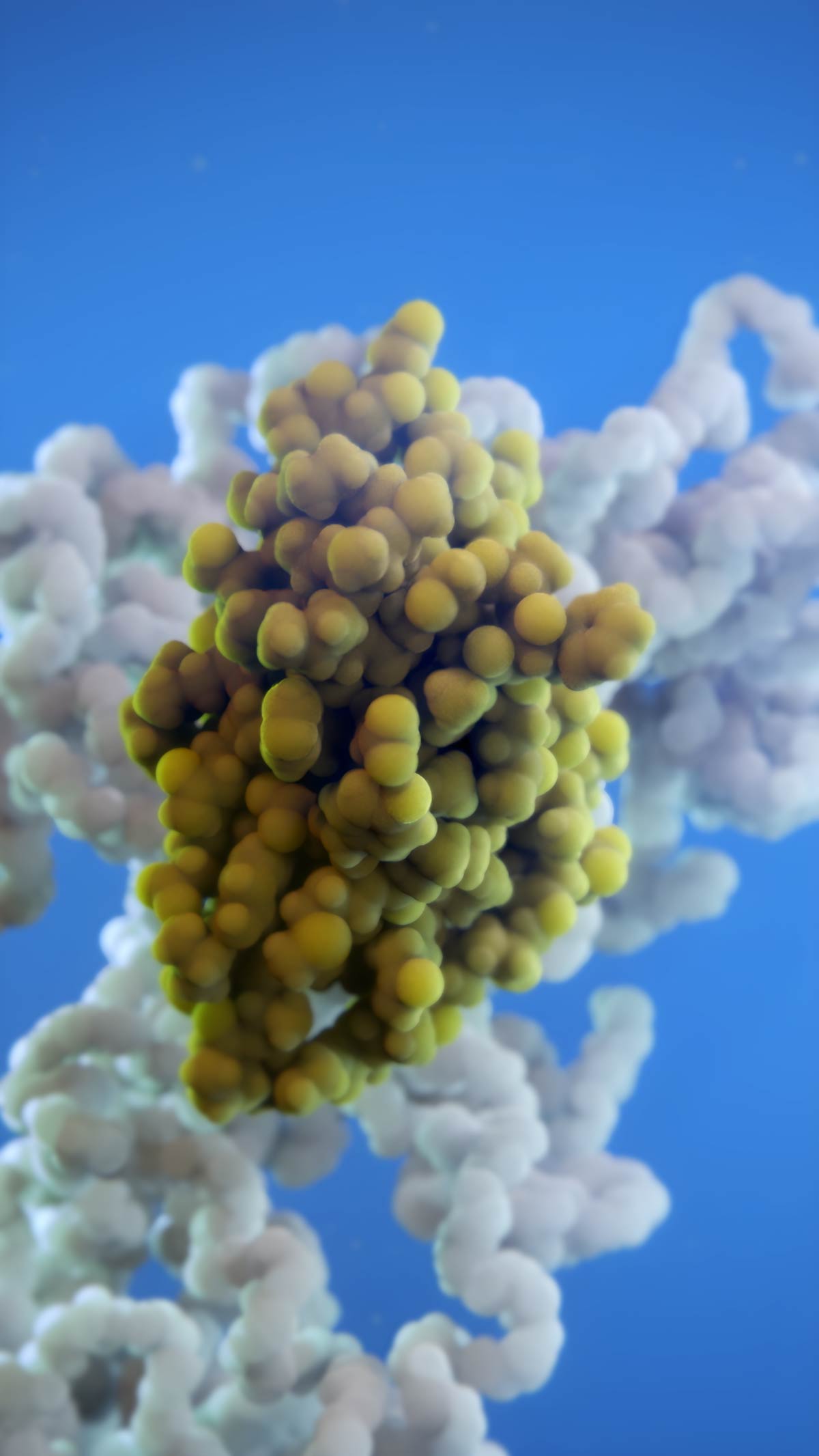 Modified IL-2 molecules with PEG molecule bound