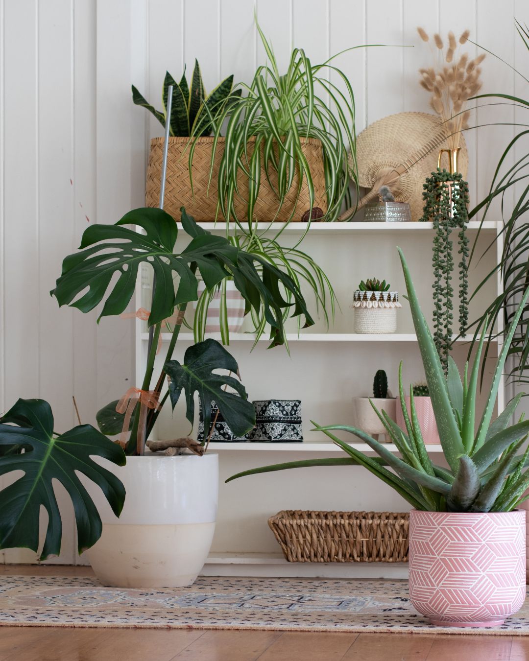 Monstera y plantas tropicales populares