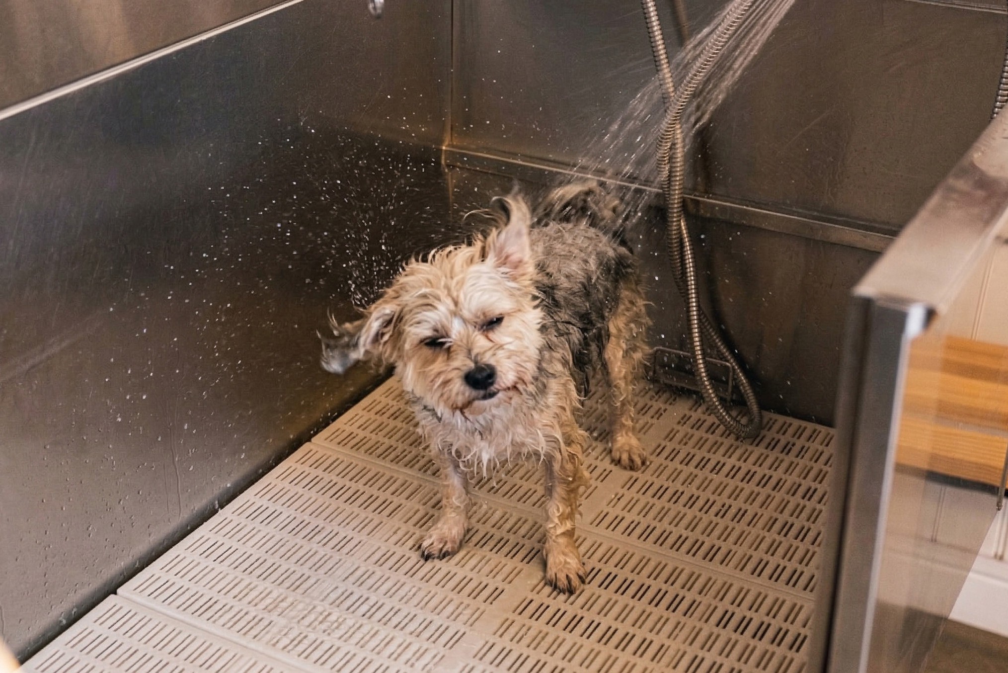 Free dog grooming facilities