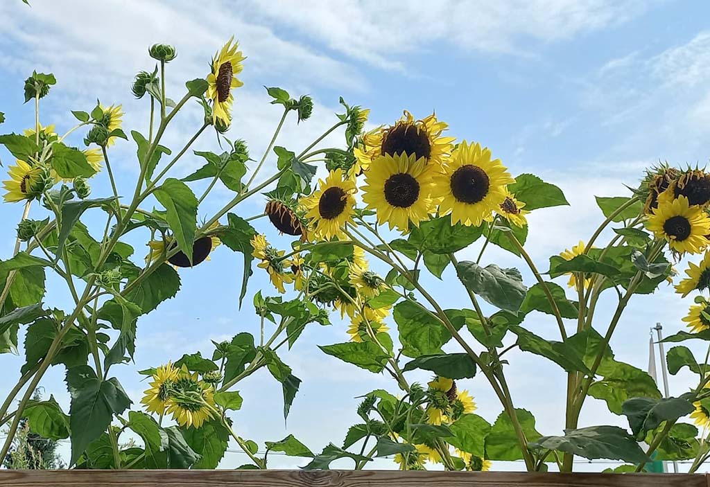 Espace chaleureux du Jardin de l’Être où Jeanne-Marie accueille ses clients.