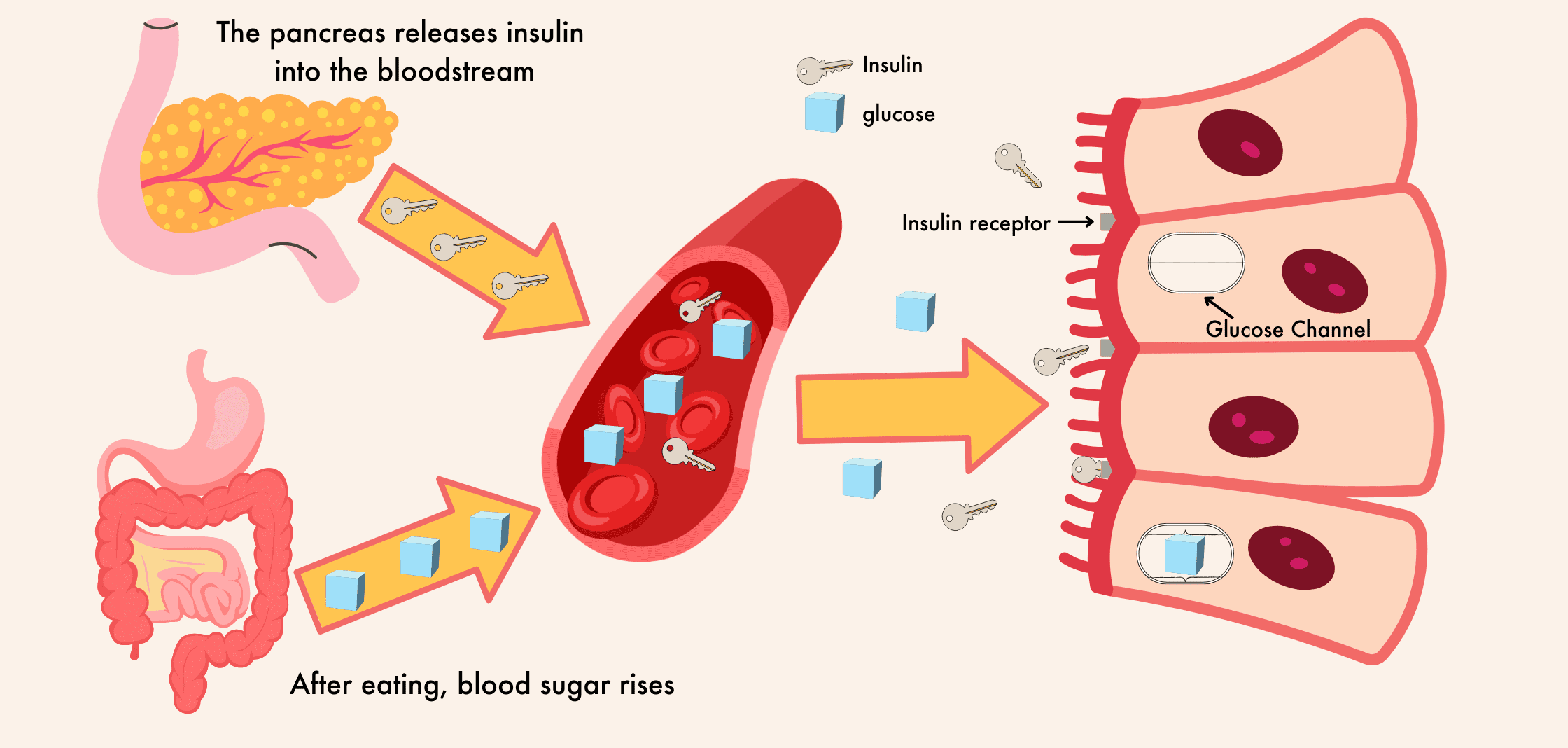 nfographic showing how the pancreas releases insulin and how glucose is processed in the body.