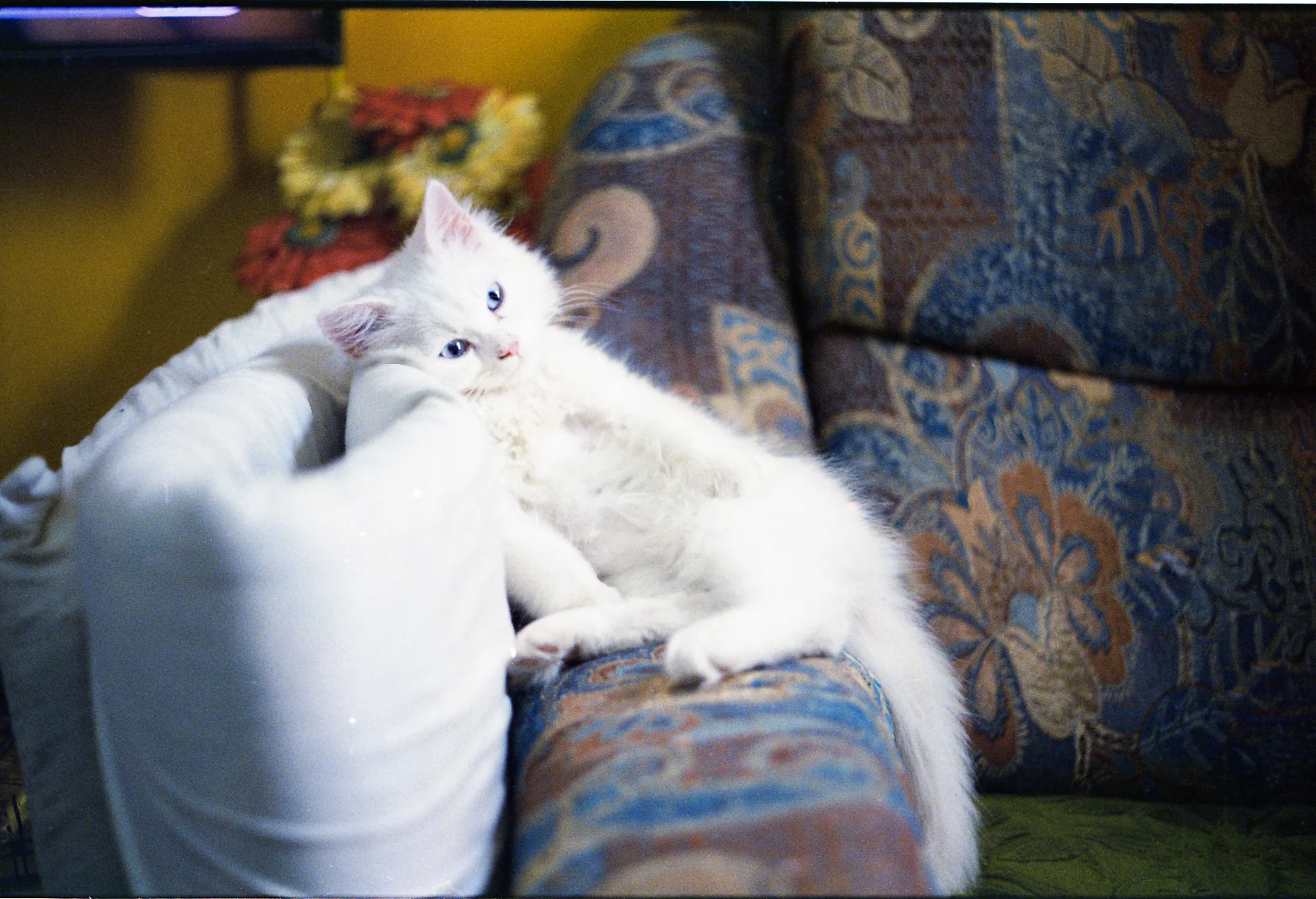 Claiming the Armchair