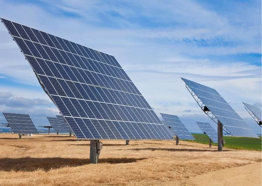 Close-up of lush, dark green leaves, some glossy and wet, against a muted background.