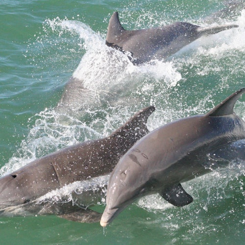 Dolphin Exploration Cruise