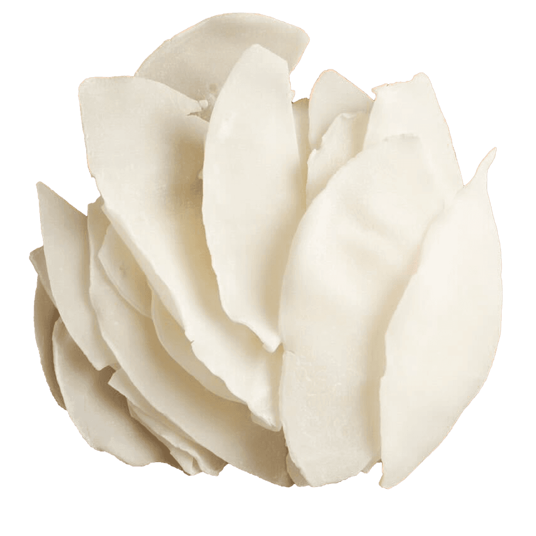 มะพร้าวอ่อนอบแห้ง Aromatic Young Coconut Dried Fruits