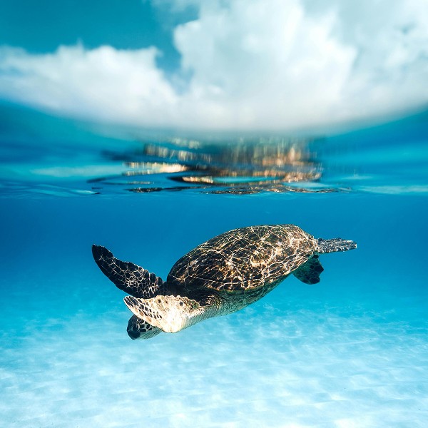 image of sea turtle swimming in clean ocean