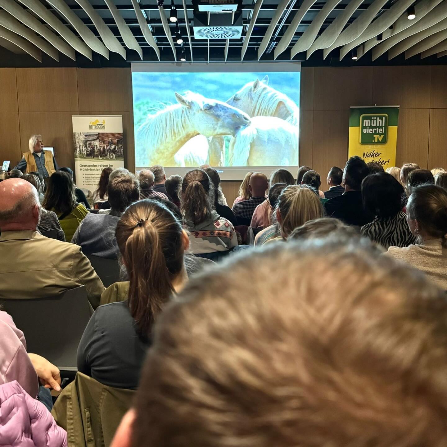 Leute sitzen vor einer Leinwand wo zwei weiße Pferde zu sehen sind, die sich gegenseitig kratzen.