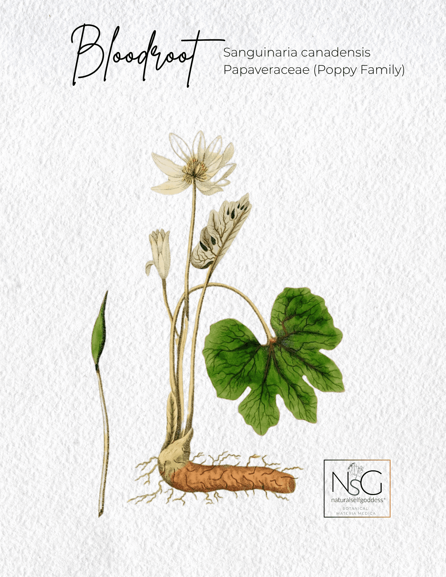 Alfalfa Materia Medica NaturalSelfGoddes 