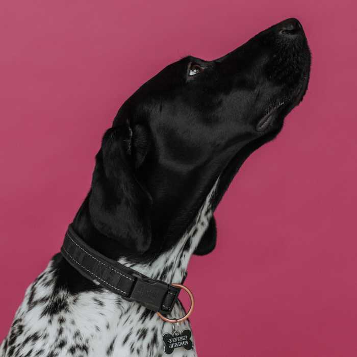 Mierīgs suns veterinārārsta apmeklējuma laikā mājās