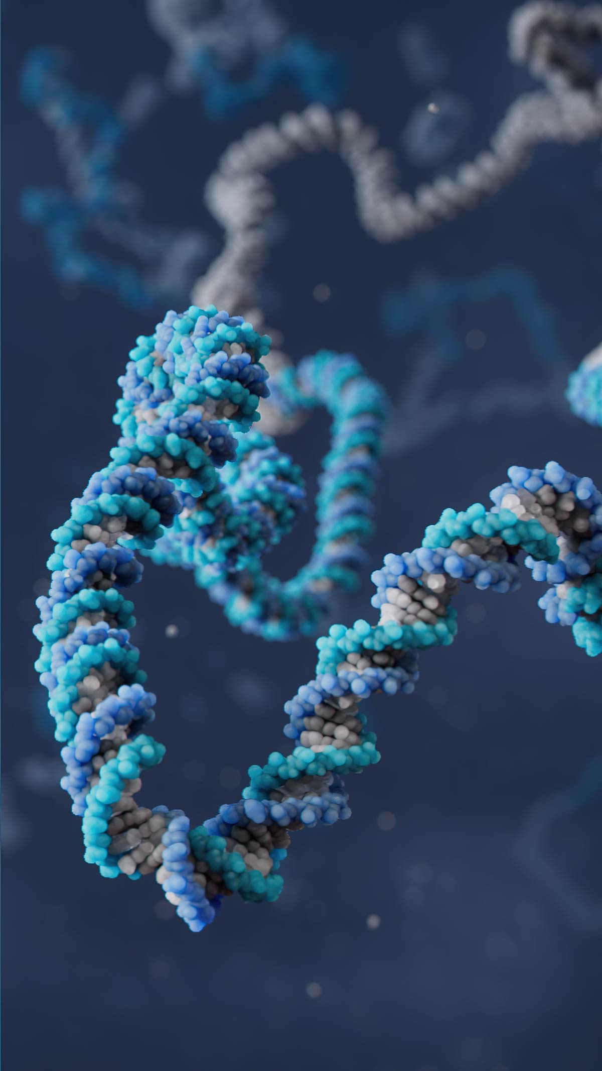 Plasmid DNA fragment