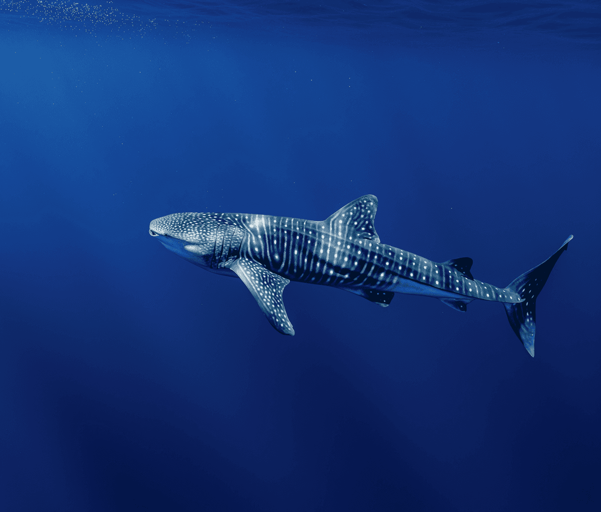 Whale shark in siargao, philippines
