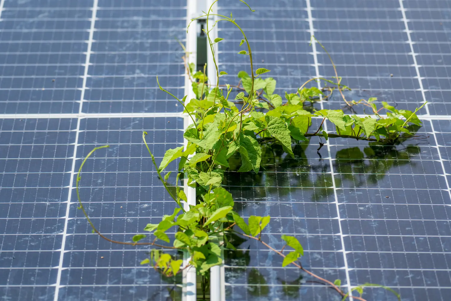 Plante crescând peste panouri fotovoltaice, ilustrând necesitatea curățării periodice pentru eficiență maximă