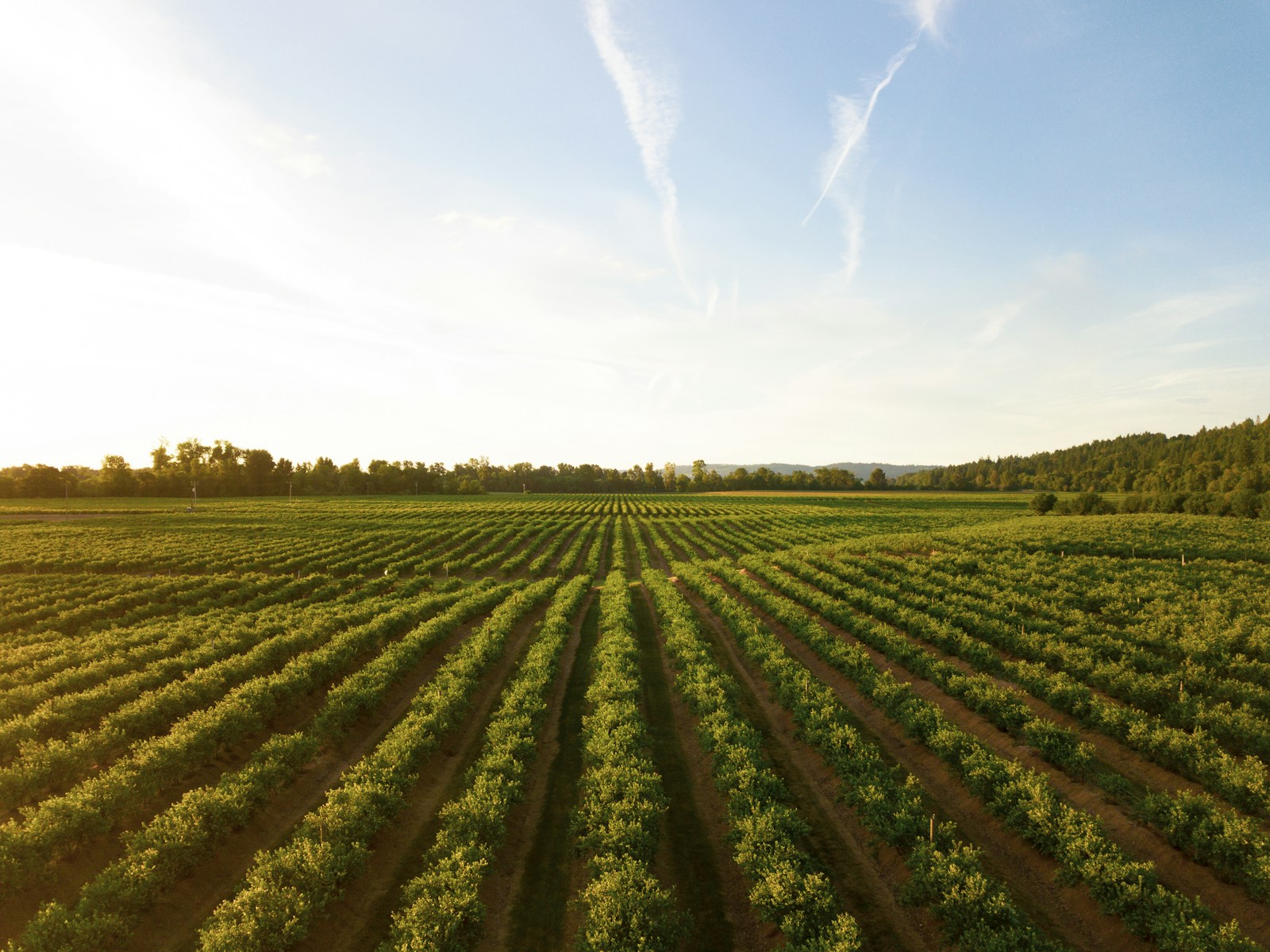 Agricultural crop field at sunset
