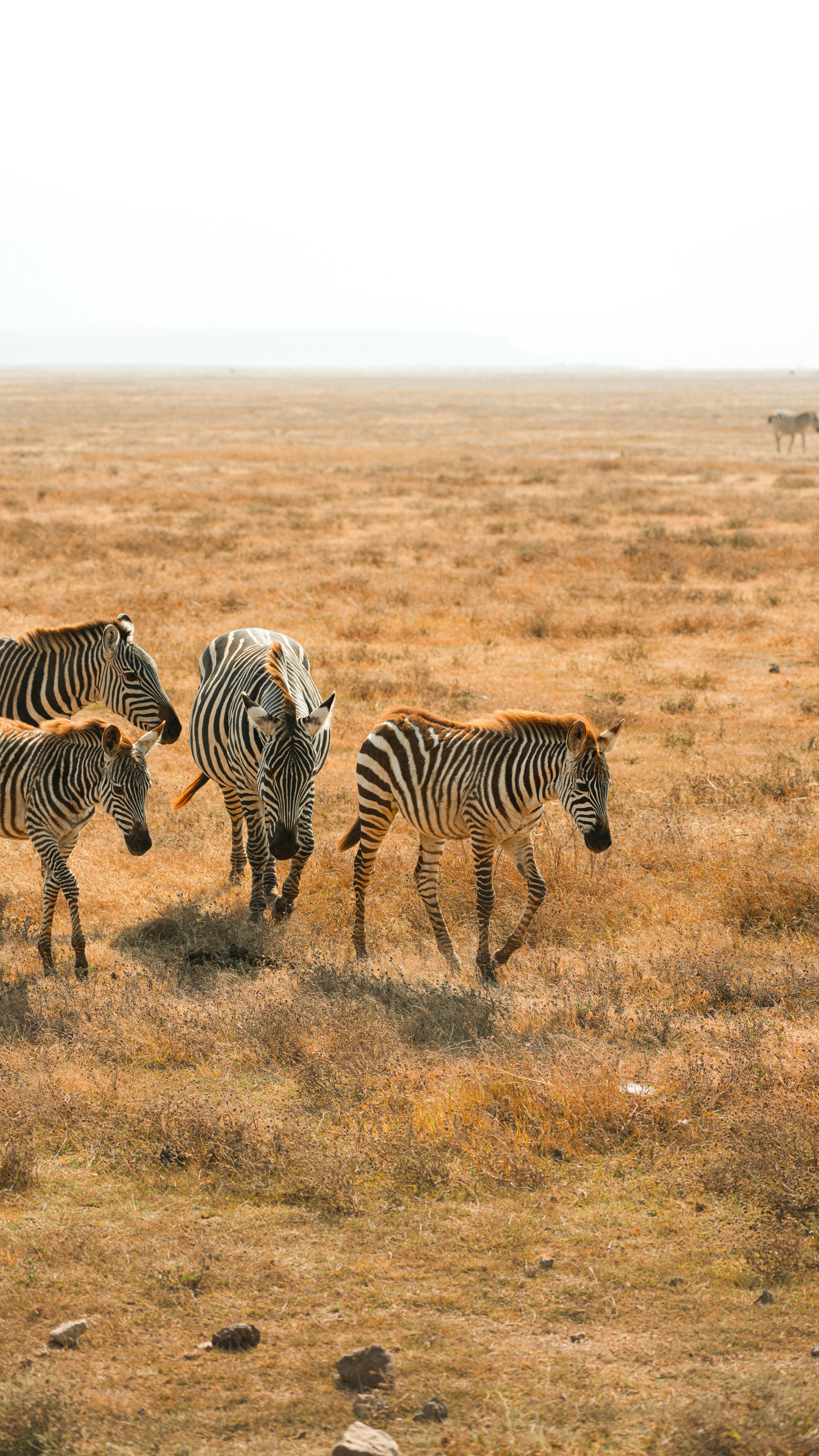 A herd of zebras walks across a dry savanna.