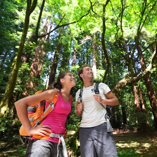 Tour de Vinos y Bosques de Día Completo