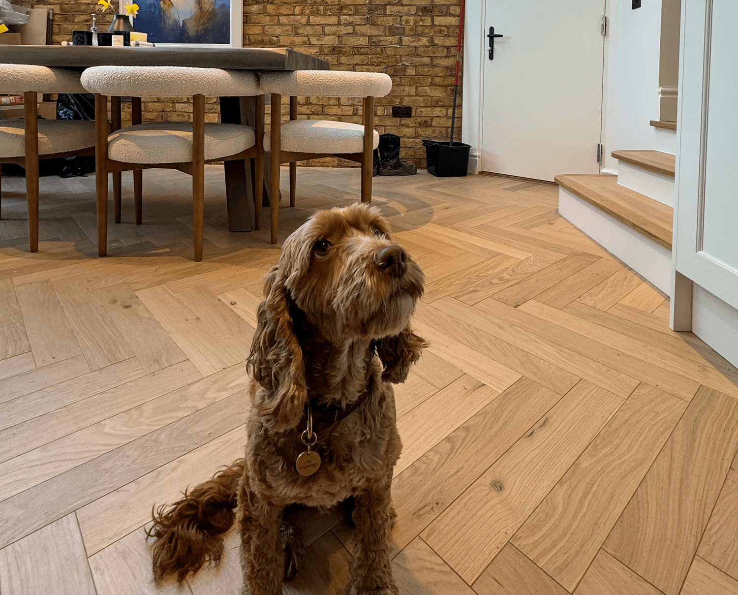 construction project dog on herringbone floor