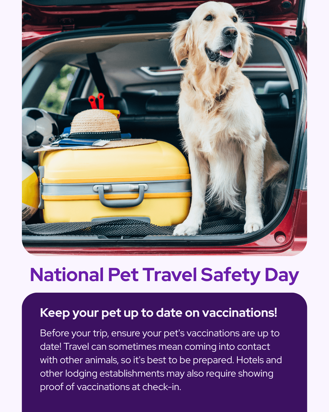 National Pet Travel Safety Day