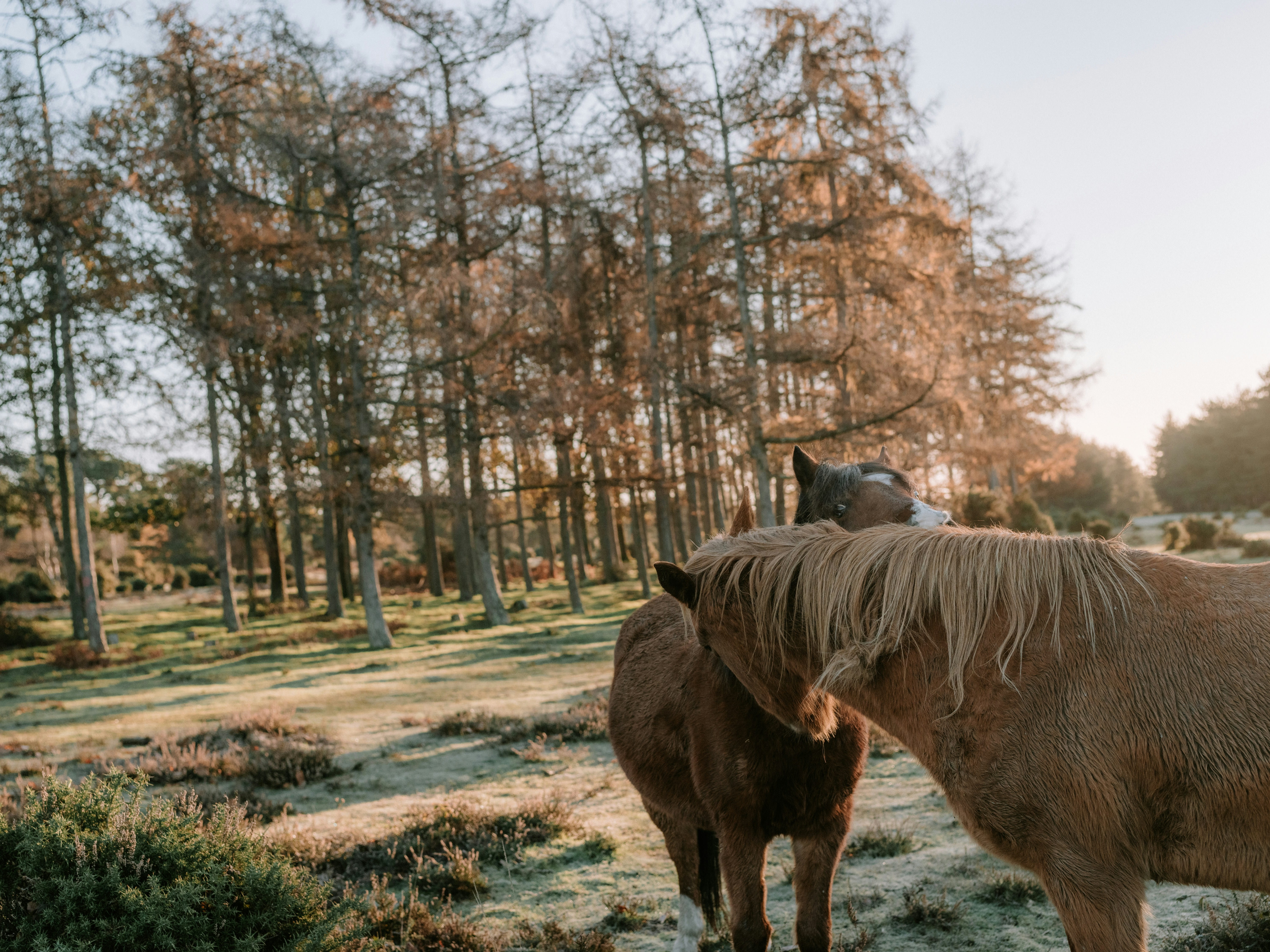 Stable Grazer resource thumbnail