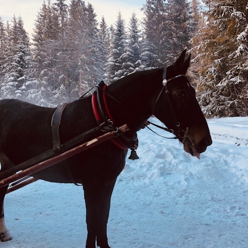 Билеты на тур по Закопане и катание на санях с костром: Частный тур из Кракова