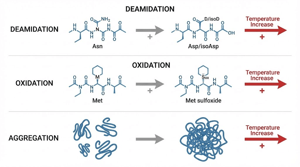 Tirzepatide peptide degradation pathways at warm temperatures