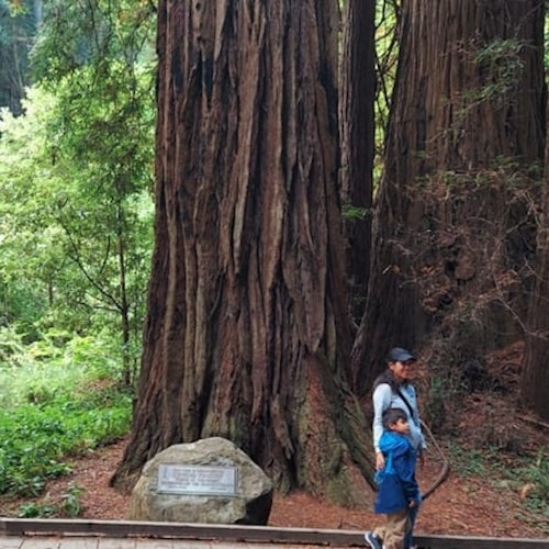 穆爾森林和索薩利托：米爾谷的小型團體旅遊門票