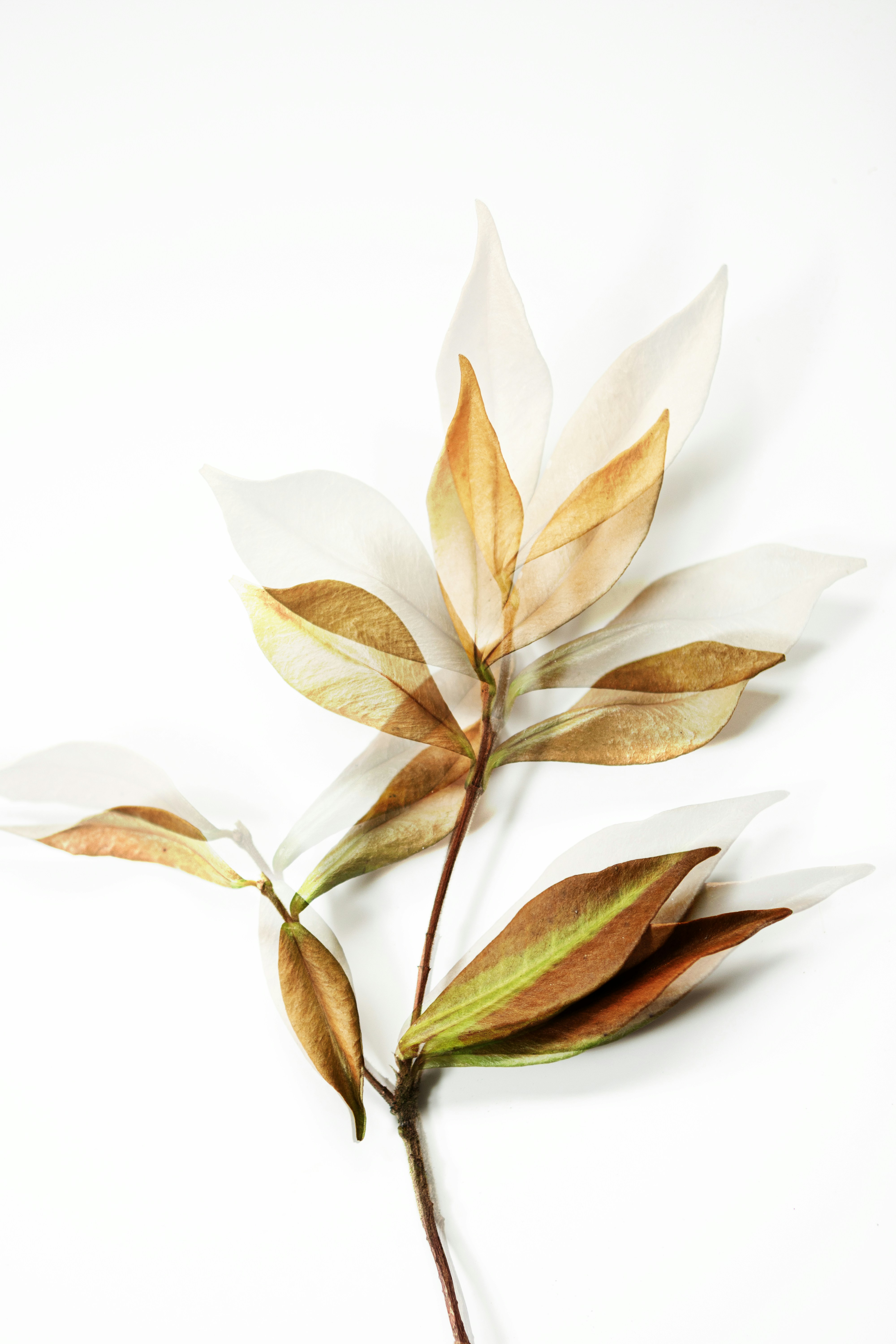 A branch with translucent, overlapping leaves on white.
