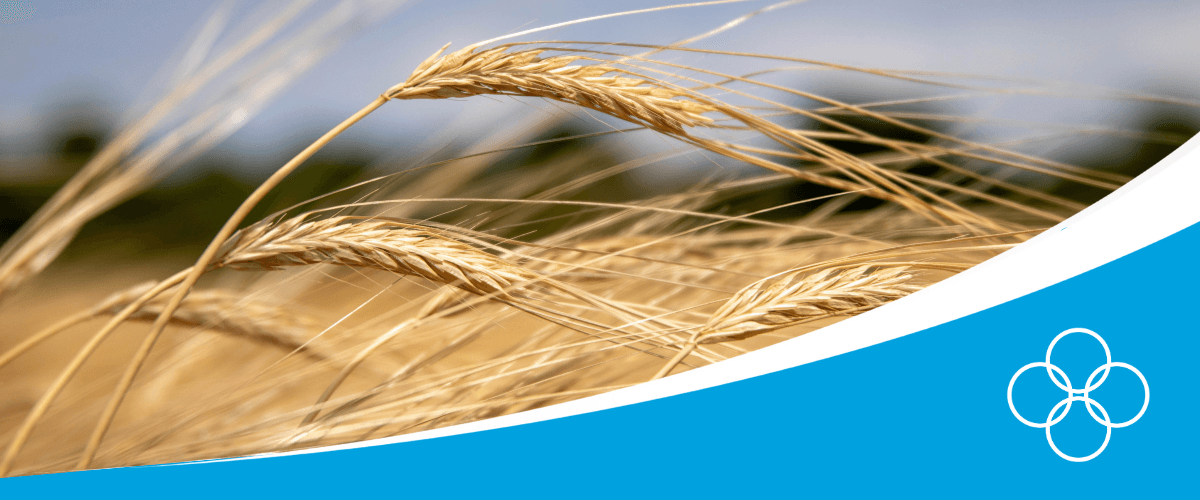 Grains
